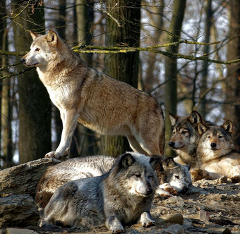 Wildtierpark